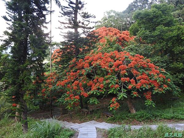 苗栗火紅鳳凰花20160604(24)