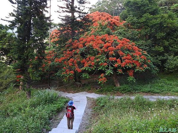 苗栗火紅鳳凰花20160604(25)