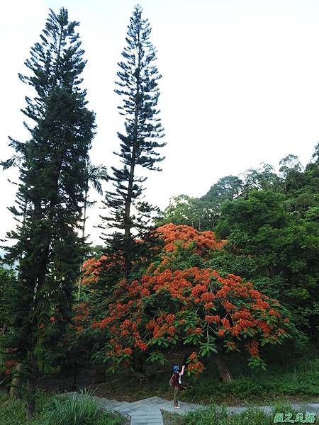 苗栗火紅鳳凰花20160604(27)