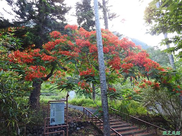 苗栗火紅鳳凰花20160604(50)