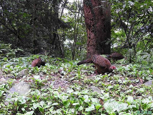 藍腹鷴20160710(6)