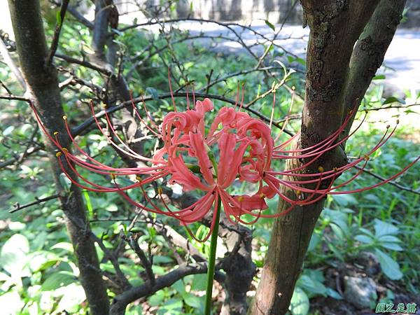 紅花石蒜20160820(2)