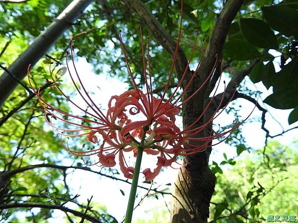 紅花石蒜20160820(4)