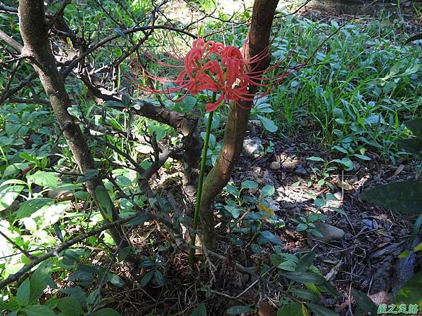 紅花石蒜20160820(6)