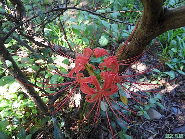 紅花石蒜20160820(7)