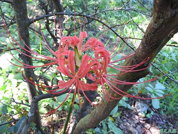 紅花石蒜20160820(11)