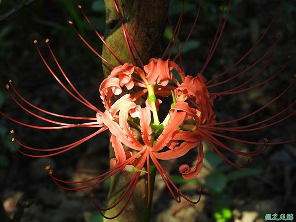 紅花石蒜20160820(18)