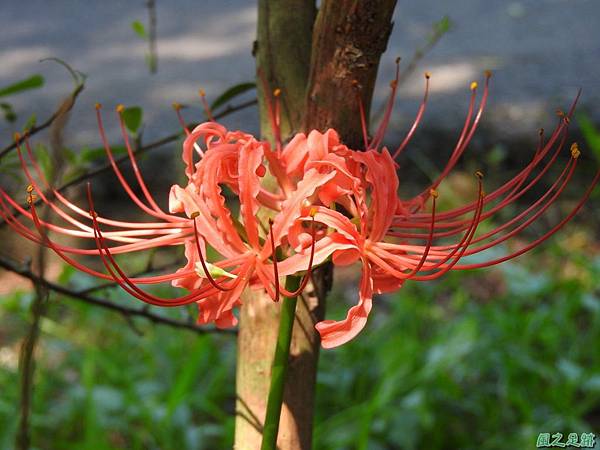 紅花石蒜20160820(19)