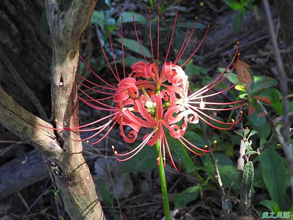 紅花石蒜20160820(24)