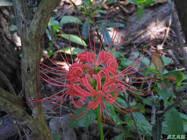 紅花石蒜20160820(25)