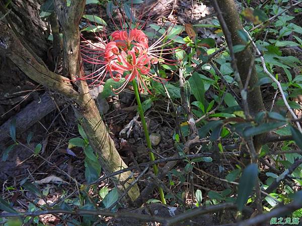 紅花石蒜20160820(26)