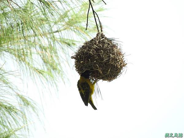 黑頭織布鳥20160827(10)