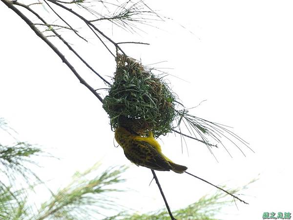 黑頭織布鳥20160827(15)