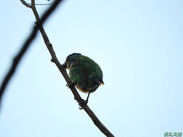 20160702五色鳥(5)