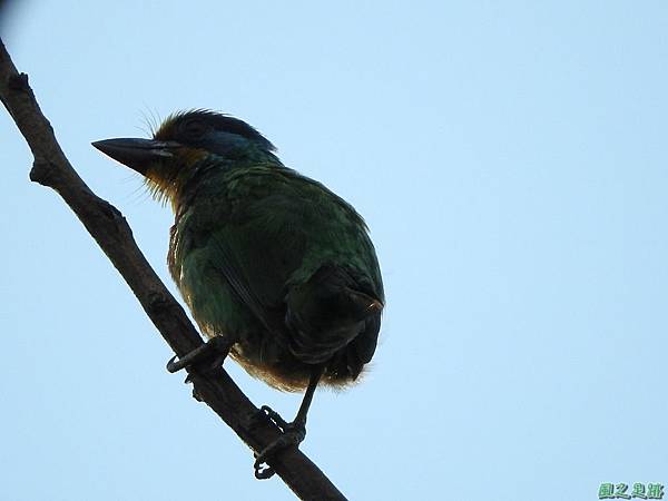 20160702五色鳥(7)