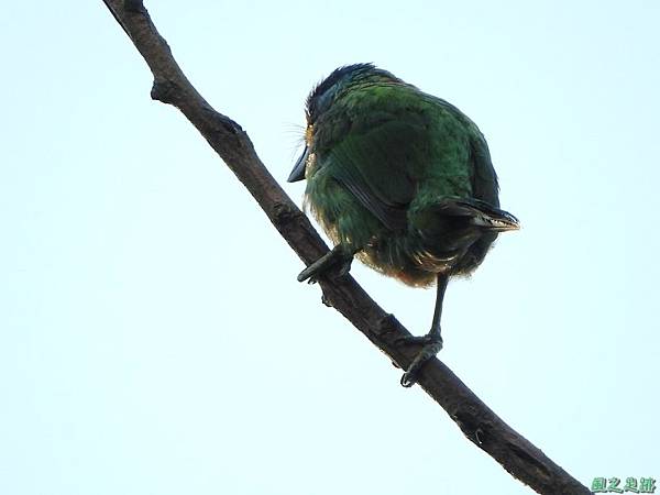 20160702五色鳥(9)