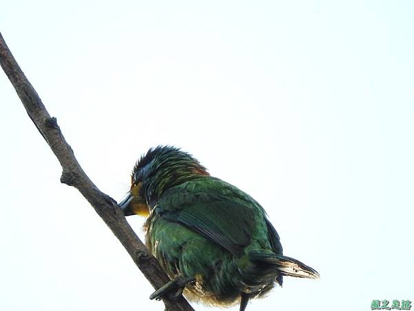 20160702五色鳥(8)