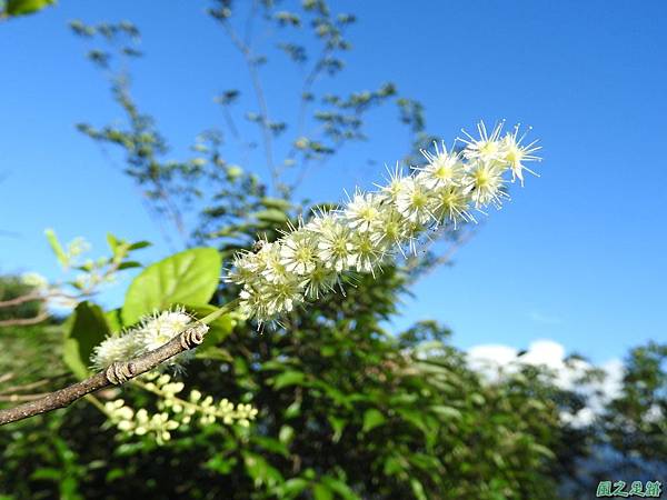 天料木20161016(11)