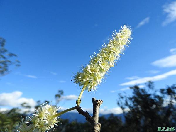 天料木20161016(17)