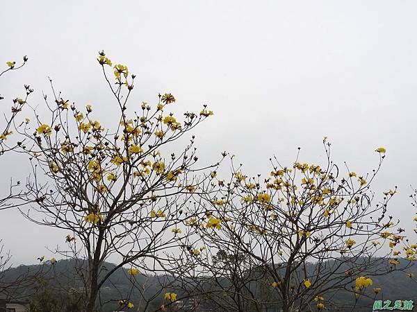 黃花風鈴木20170312(1)