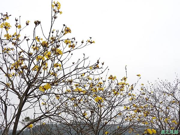 黃花風鈴木20170312(2)