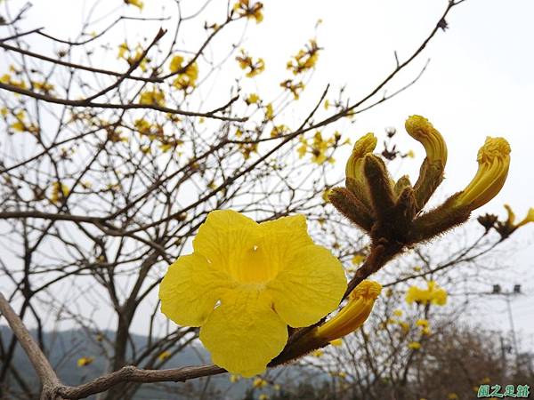 黃花風鈴木20170312(3)