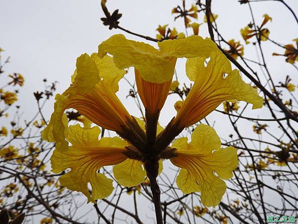 黃花風鈴木20170312(6)