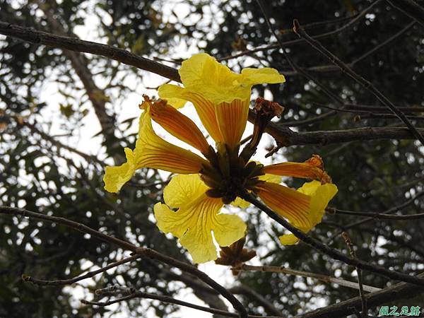 黃花風鈴木20170312(7)