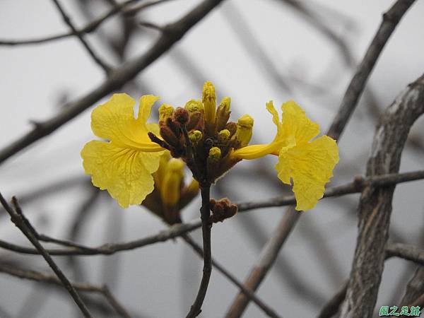 黃花風鈴木20170312(15)