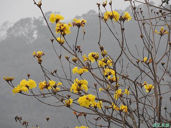 黃花風鈴木20170312(20)