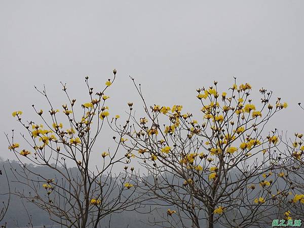 黃花風鈴木20170312(19)