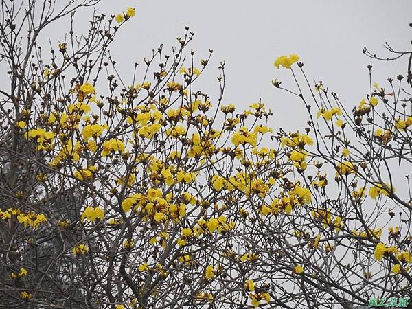 黃花風鈴木20170312(22)