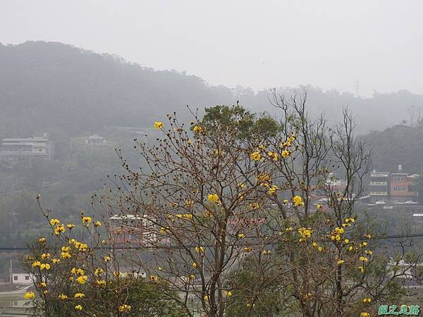 黃花風鈴木20170312(24)