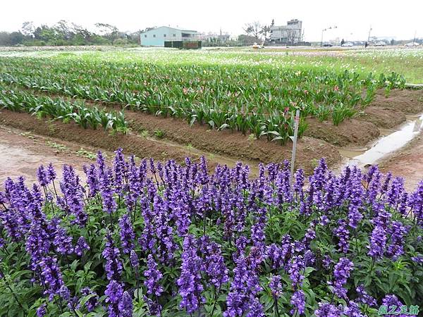 桃園彩色海芋節20170411(13)