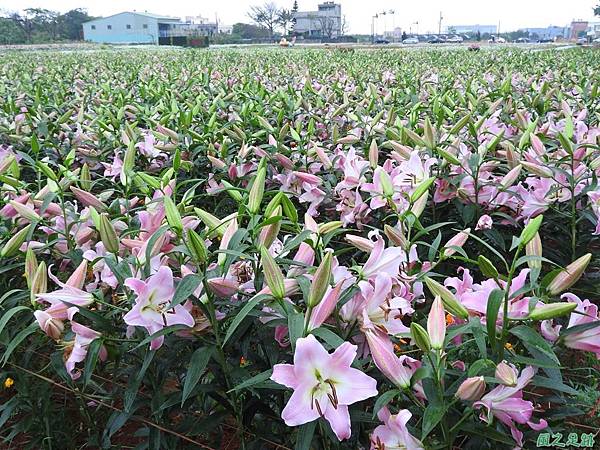 桃園彩色海芋節20170411(22)