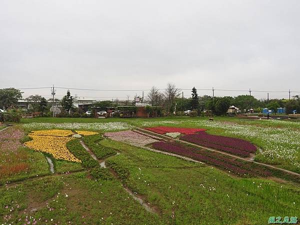 桃園彩色海芋節20170411(31)