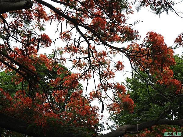 鳳凰花20170611(12)