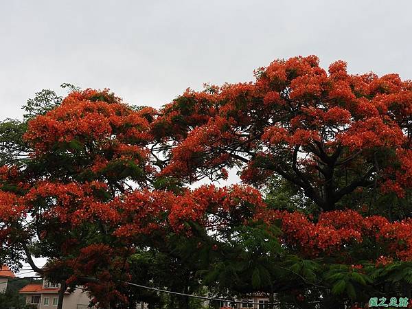 鳳凰花20170611(22)