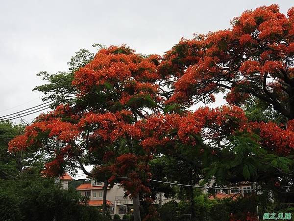 鳳凰花20170611(23)