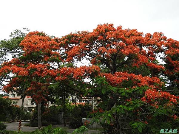 鳳凰花20170611(29)