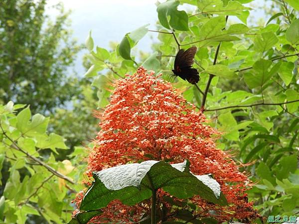 寶塔龍船花20170722(3)