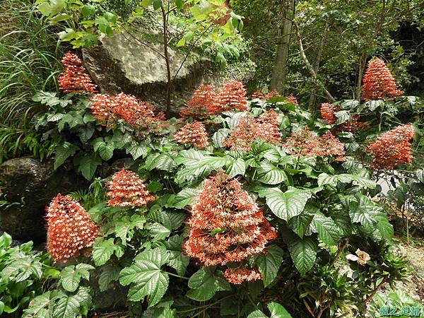 寶塔龍船花20170722(25)