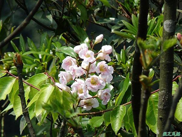 猴硐神社20110410(10)