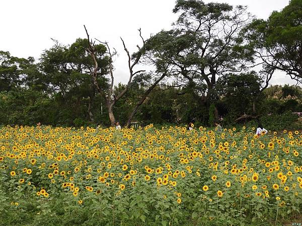 花彩節平鎮場區20171112(50)