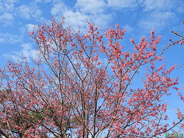 大平山公園賞櫻20180127(1)