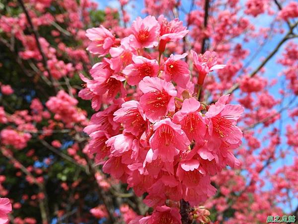 大平山公園賞櫻20180127(5)