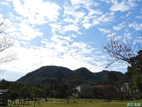 大平山公園賞櫻20180127(12)