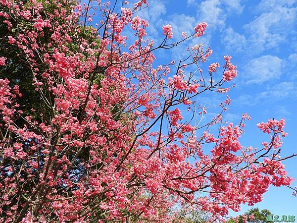 大平山公園賞櫻20180127(11)