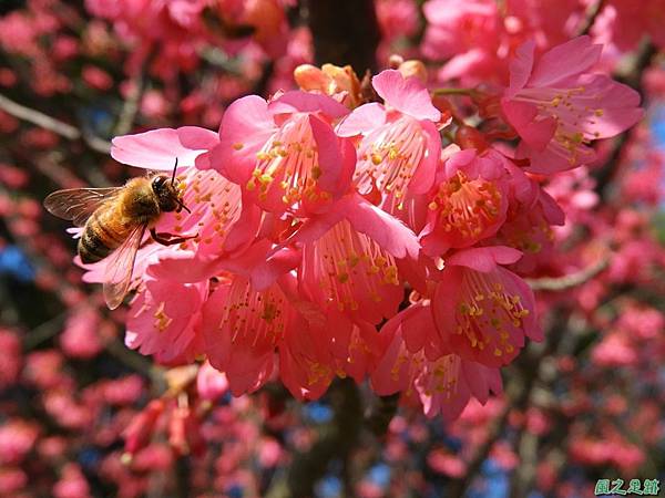 大平山公園賞櫻20180127(15)