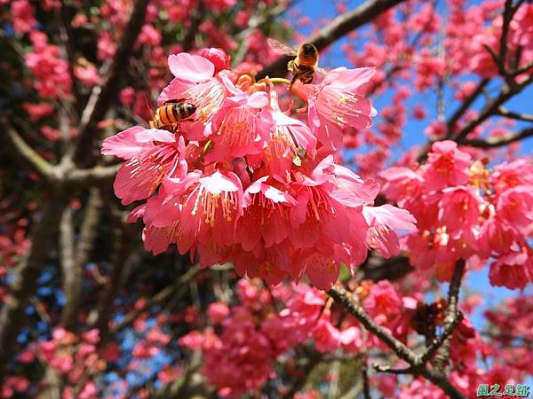 大平山公園賞櫻20180127(17)